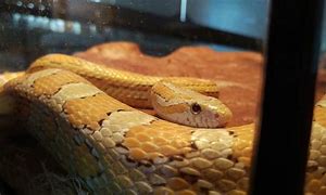 Image result for Gold Dust Corn Snake