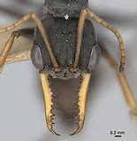 Image result for Jack Jumper Ant