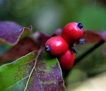 Image result for Dogwood Tree Berries