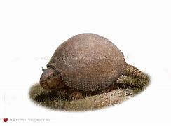 Image result for Barv the Glyptodon