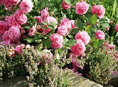 Image result for Itali Roses