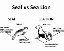 Image result for Sea Lion vs Seal