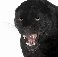 Image result for Angry Black Cat Emoji