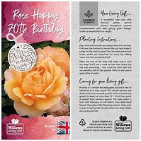 Image result for 70th Birthday Rose Bush