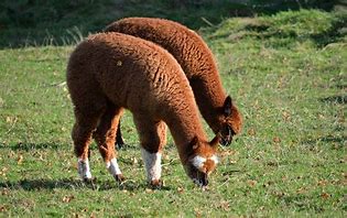 Image result for Farm Animals Lama