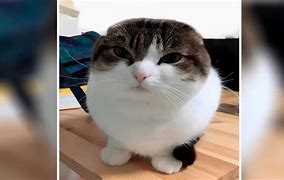 Image result for OH Delivery Wawa Cat Meme