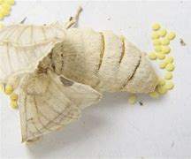 Image result for Variegated Cut Worm Moth Eggs