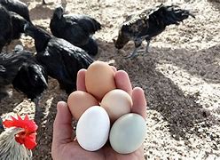 Image result for Chinese Black Chicken Eggs