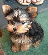 Image result for Teacup Yorkie Maltese