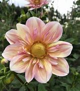 Image result for Apple Blossom Dahlia