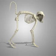 Image result for Monkey Skeleton