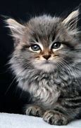 Image result for maine coon cat kitten