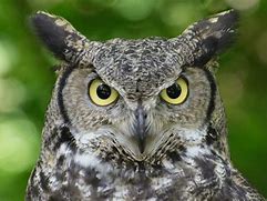 Image result for Great Horned Owl Eyes