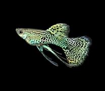 Image result for Guppy