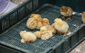 Image result for Chick Culling