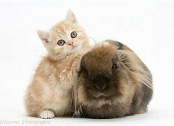 Image result for Ginger Lionhead Rabbit Jumping