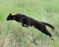 Image result for Melanistic Serval Cat