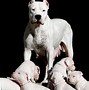 Image result for Dogo Argentino Puppy