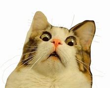 Image result for Surprised Face Meme