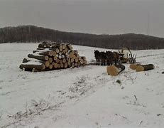 Image result for Draft Horse Logging