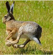 Image result for Bing Hare Images