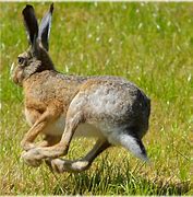 Image result for Hare Portrait