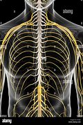 Image result for Thoracic Spinal Nerves