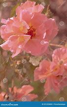 Image result for Cute Pastel Pink Aesthetic Flowers