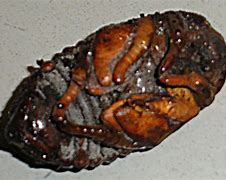 Image result for Hercules Beetle Pupa