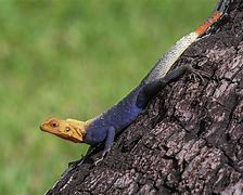 Image result for African Rainbow Lizard