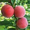 Image result for Peach Tree Zones