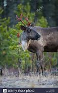 Image result for Female Caribou