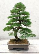 Image result for Pine Tree Forest Bonsai