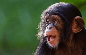 Image result for Alien Chimpanzee