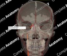 Image result for Dorsal Nasal Artery