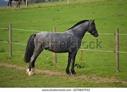 Image result for Beige Welsh Pony