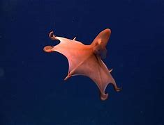 Image result for Vampire Squid Red Eyes