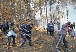 Image result for Incendiu Padure