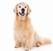 Image result for Most Loved Dog Breed