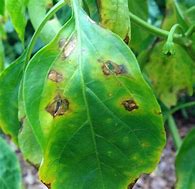 Image result for Bacterial Leaf Spot