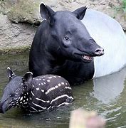 Image result for Malayan Tapir Running