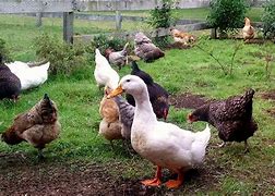 Image result for Striped Poultry