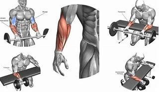 Image result for Forearm Workout Routine