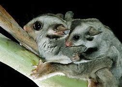 Image result for Petauridae