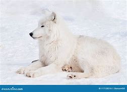 Image result for Snow Wild Wolf Defence