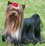 Image result for Different Terrier Breeds