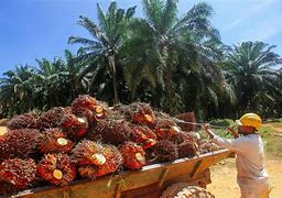 Image result for KELAPA SAWIT Jengka