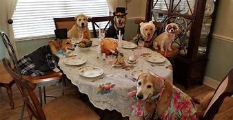 Image result for Dog Eating Dinner