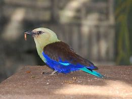 Image result for Blue-Bellied Roller