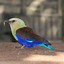 Image result for Blue-Bellied Roller